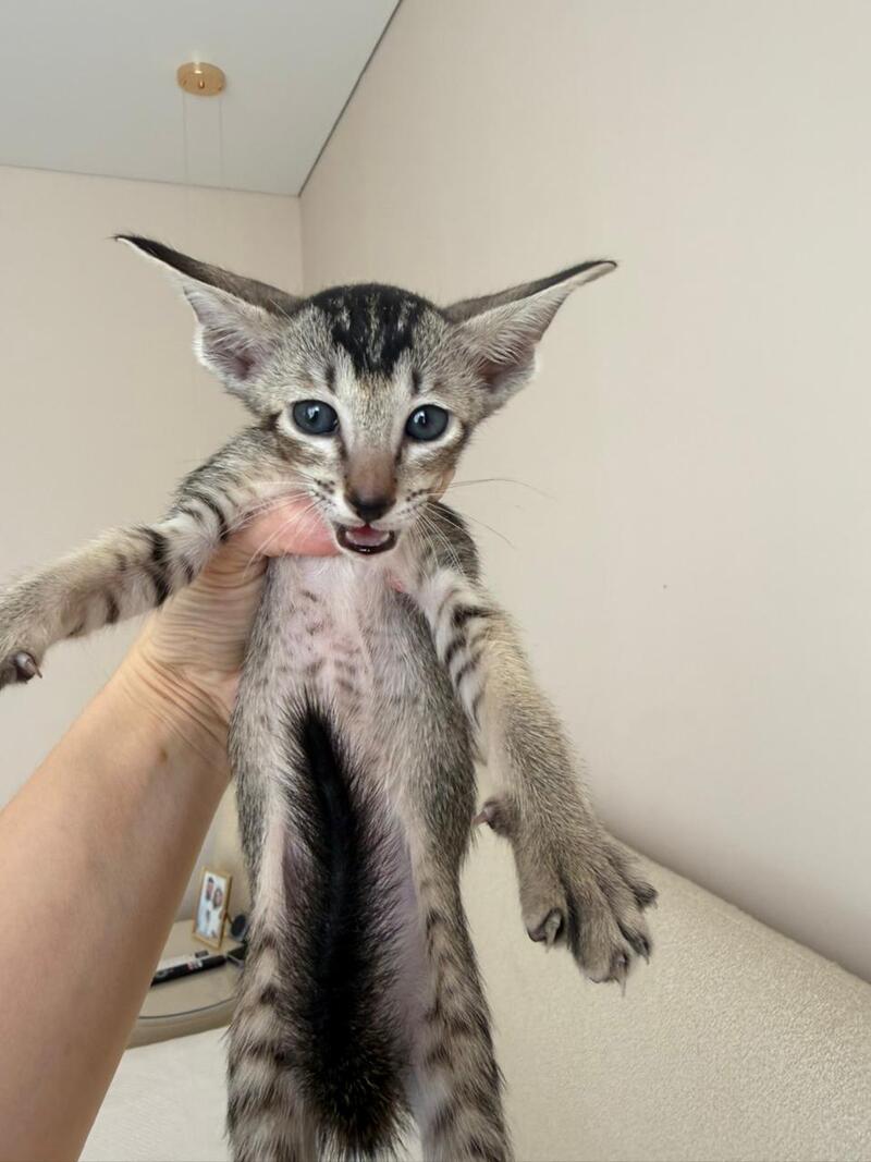 Aveline Oriental Shorthair female black ticked tabby - live animals