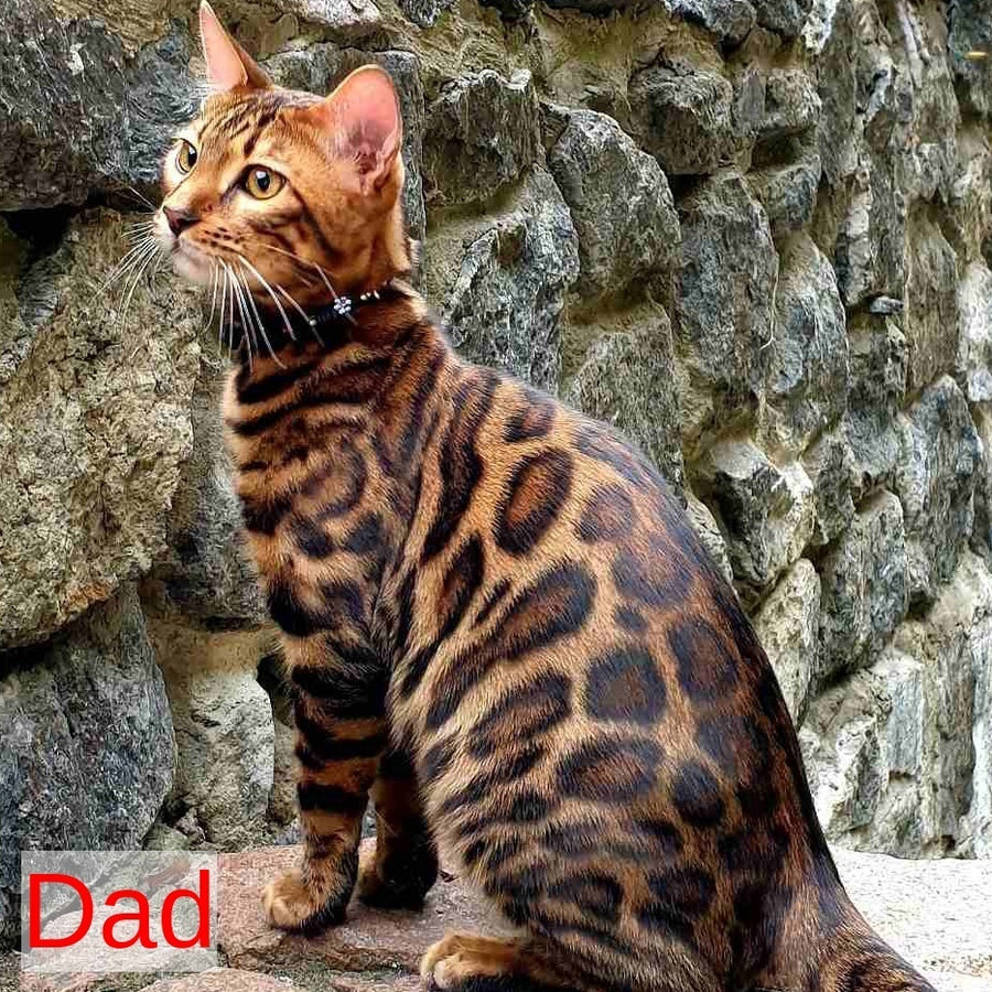 Chanel Bengal female, black spotted tabby