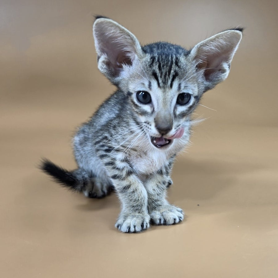 Biscuit Oriental Shorthair male, black spotted tabby
