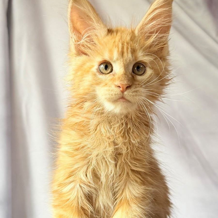 Nexus Maine Coon polydactyl 7x6x6x6 male, red