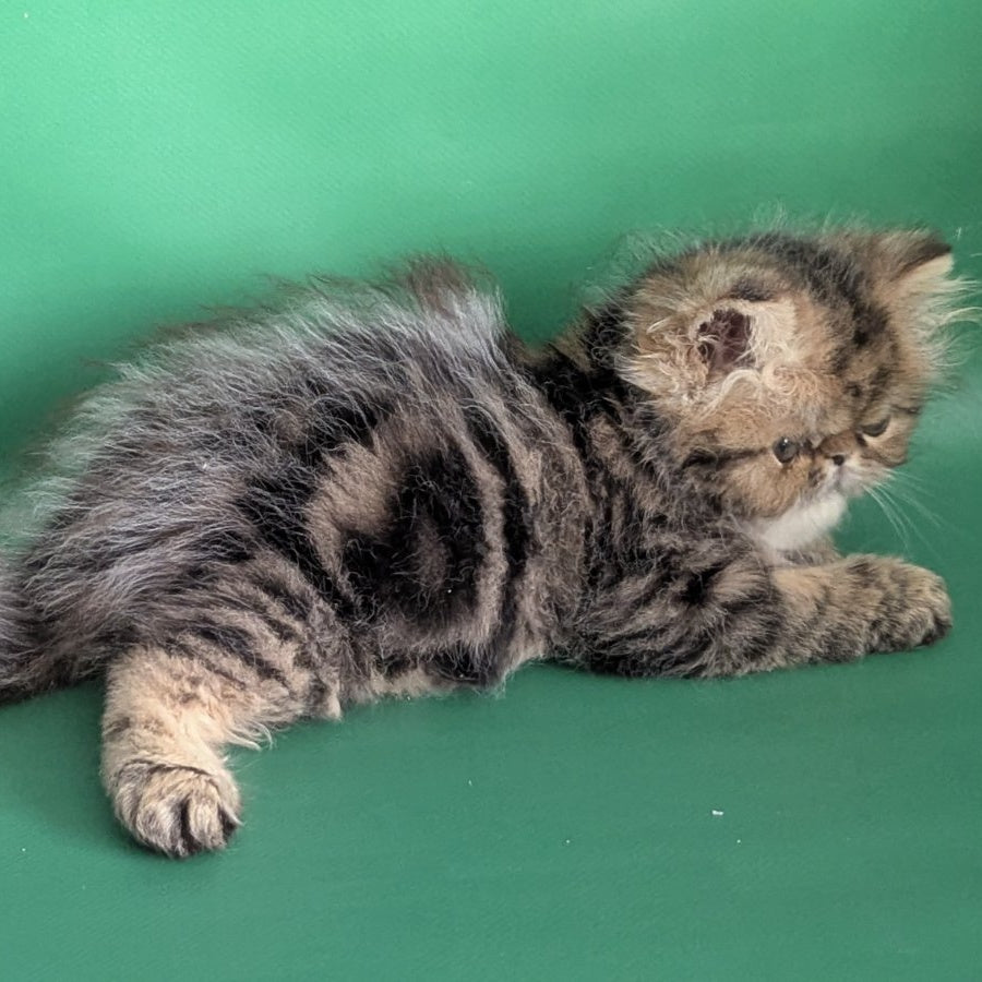 Tiara Persian female, black tabby