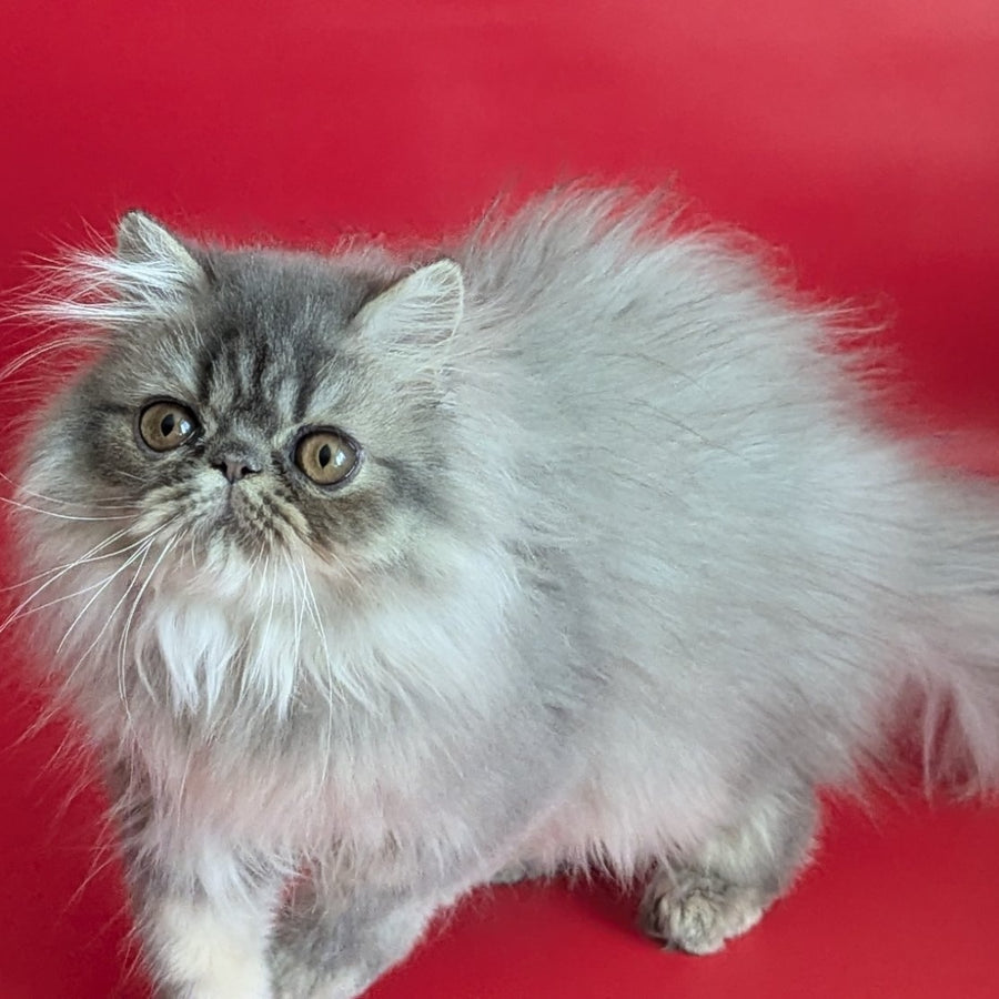 Pavlik Persian male, blue tabby