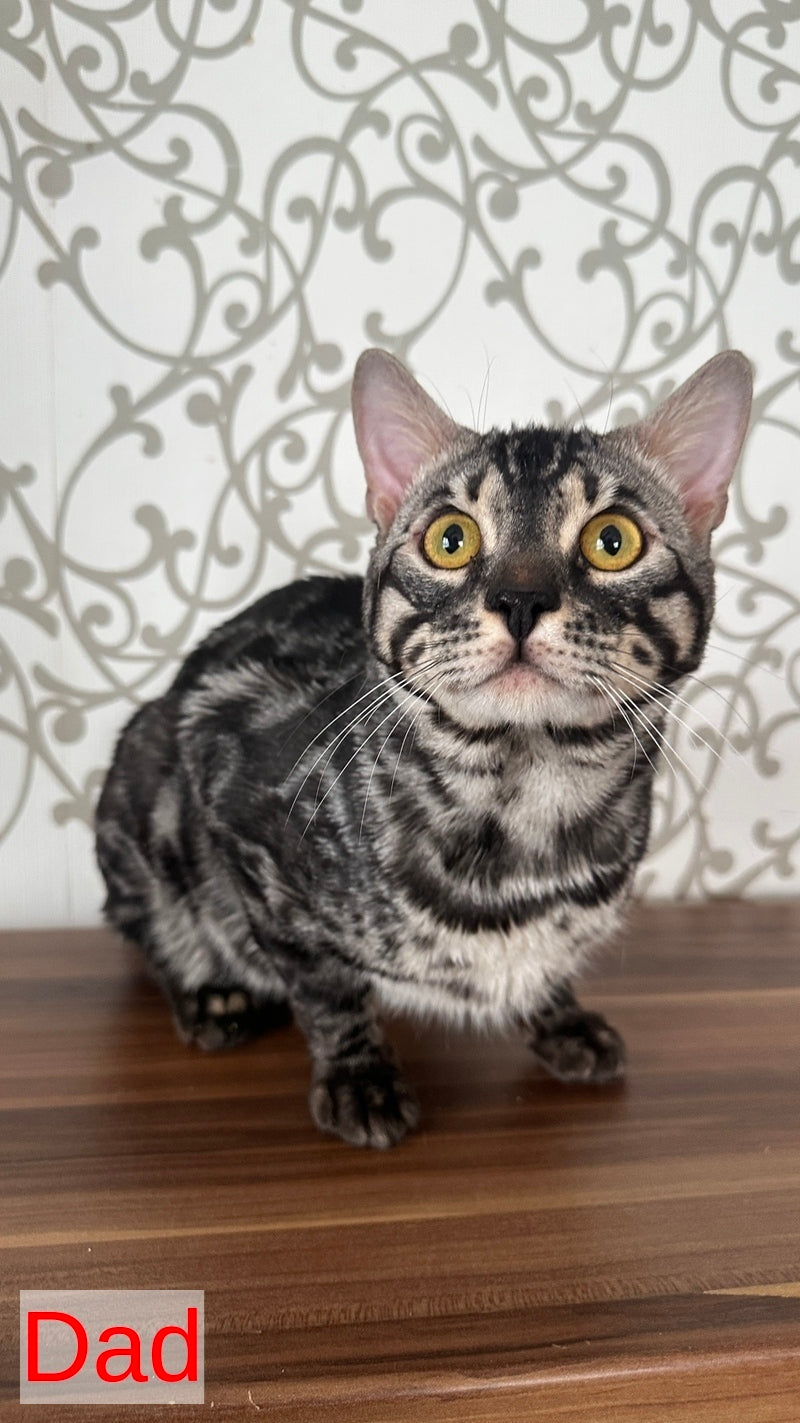 Pretty Bengal female, black spotted tabby