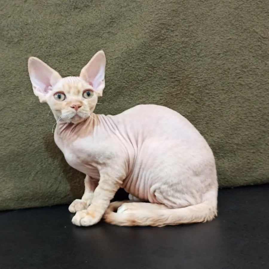 Edgar Devon Rex male, red bicolour tabby