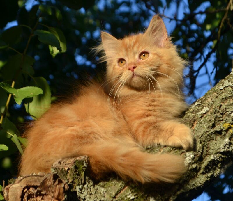 Labubu Maine Coon female, red tabby bicolour