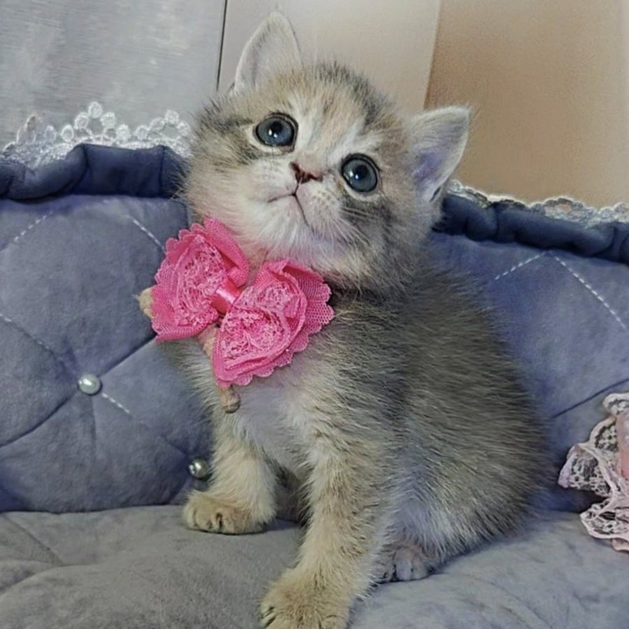 Tyra British Shorthair female, blue tortie