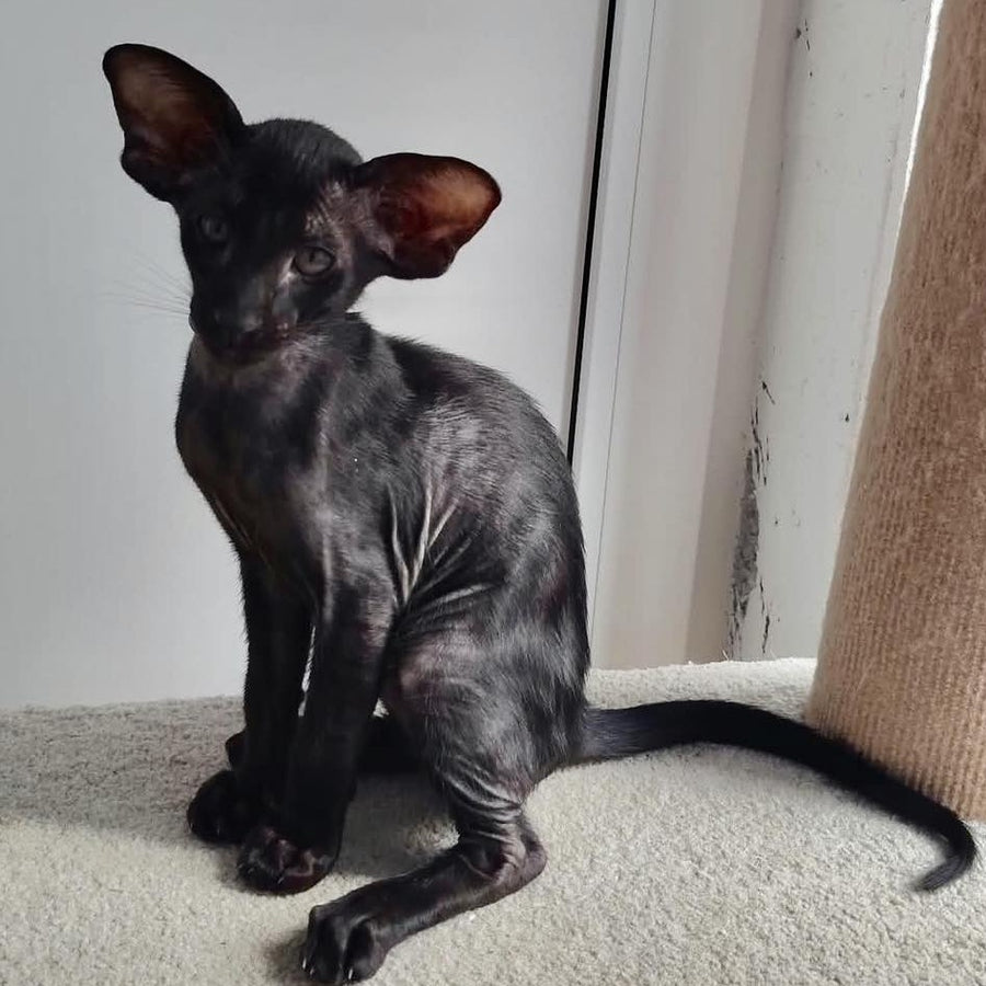 Baks Oriental Shorthair male, black