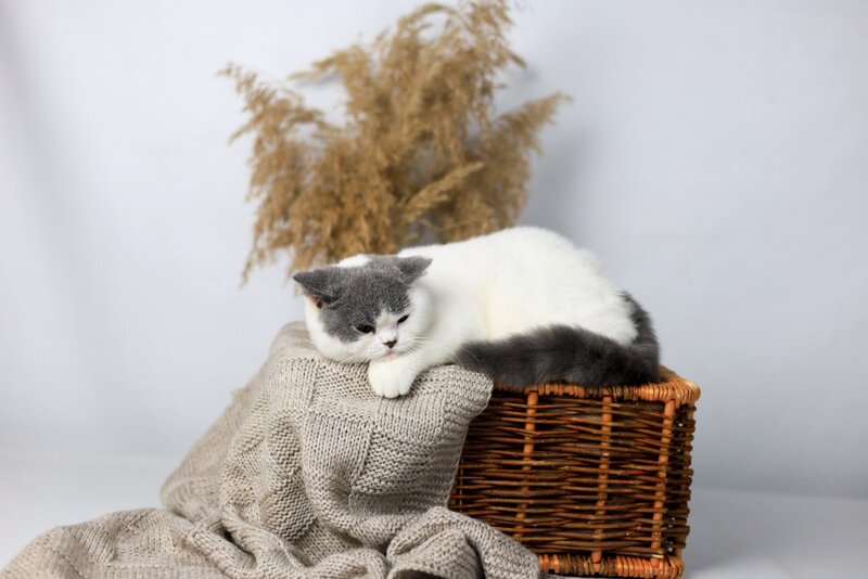Greta British Shorthair female, blue harlequin