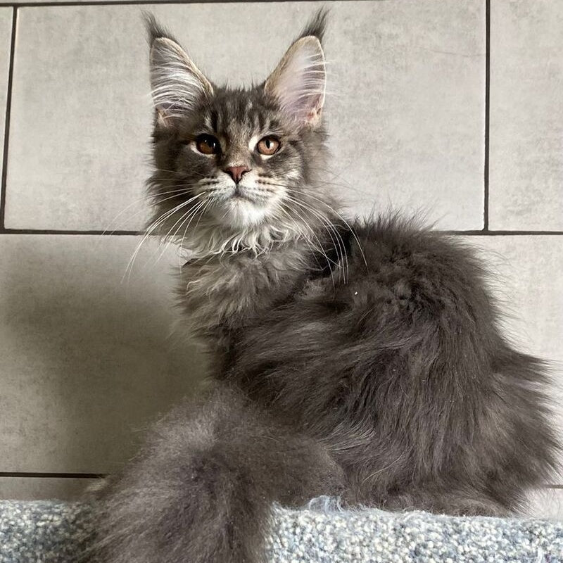 Tolyatti Maine Coon male, blue silver tabby