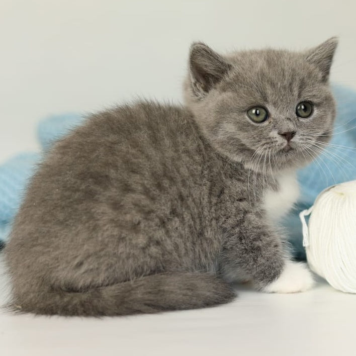 Petra British Shorthair female, blue bicolour