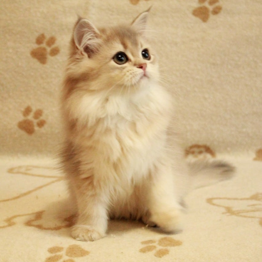 Olivia British Longhair female, blue golden shaded