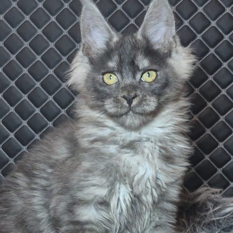 Byron Maine Coon polydactyl 5x5x5x6 male, black silver