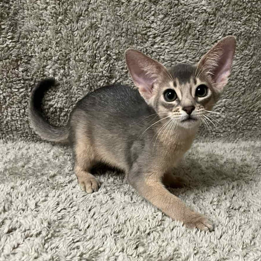 Henri Abyssinian male, blue