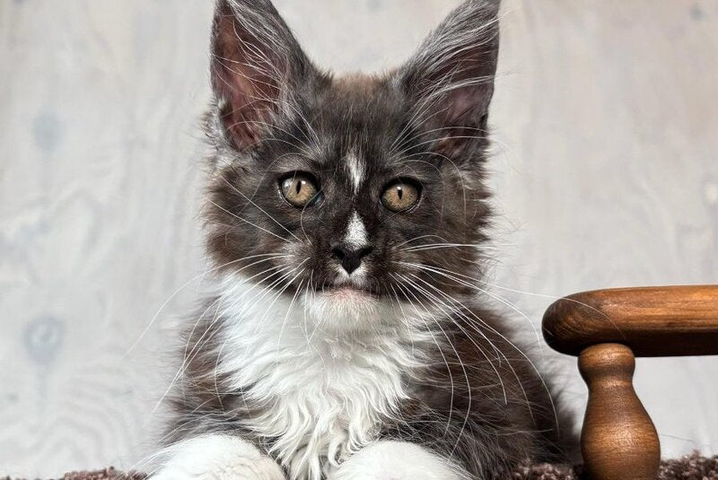 Q’Cooper Maine Coon male, black silver bicolour