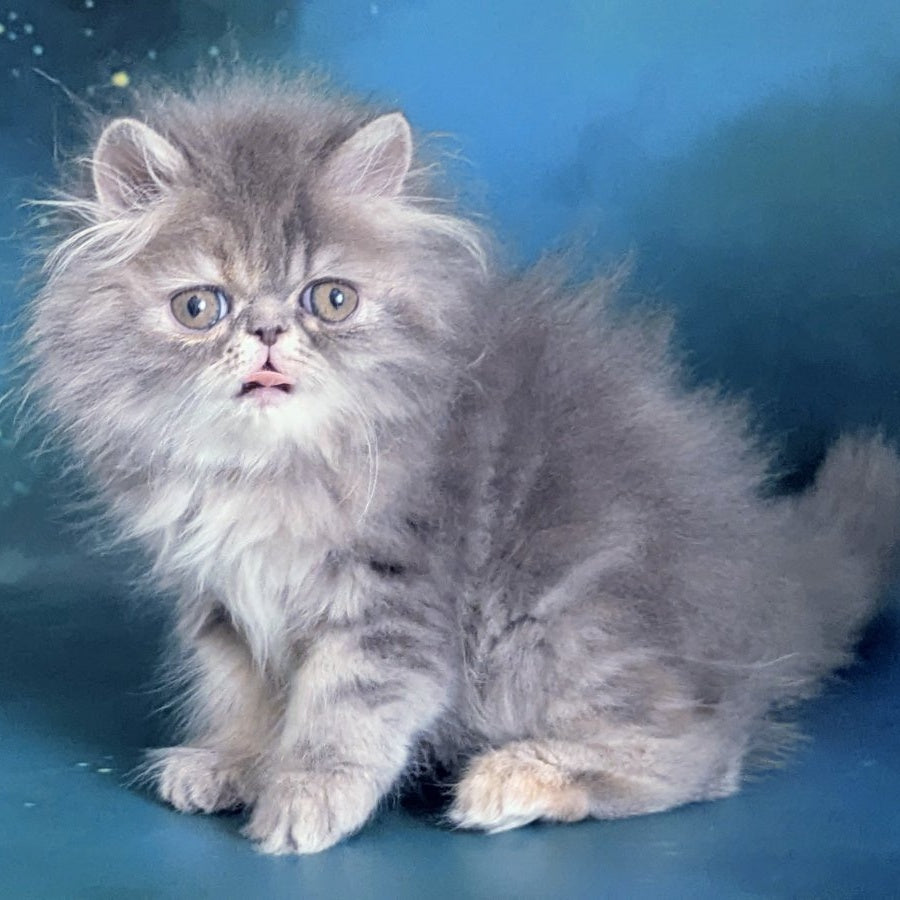 Patricia Persian female, blue tortie