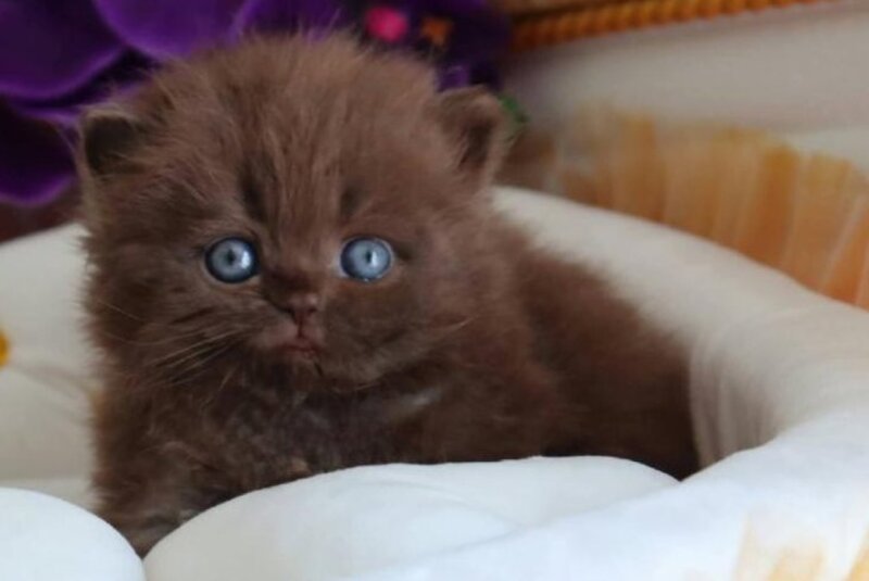 Stream British Longhair male, chocolate