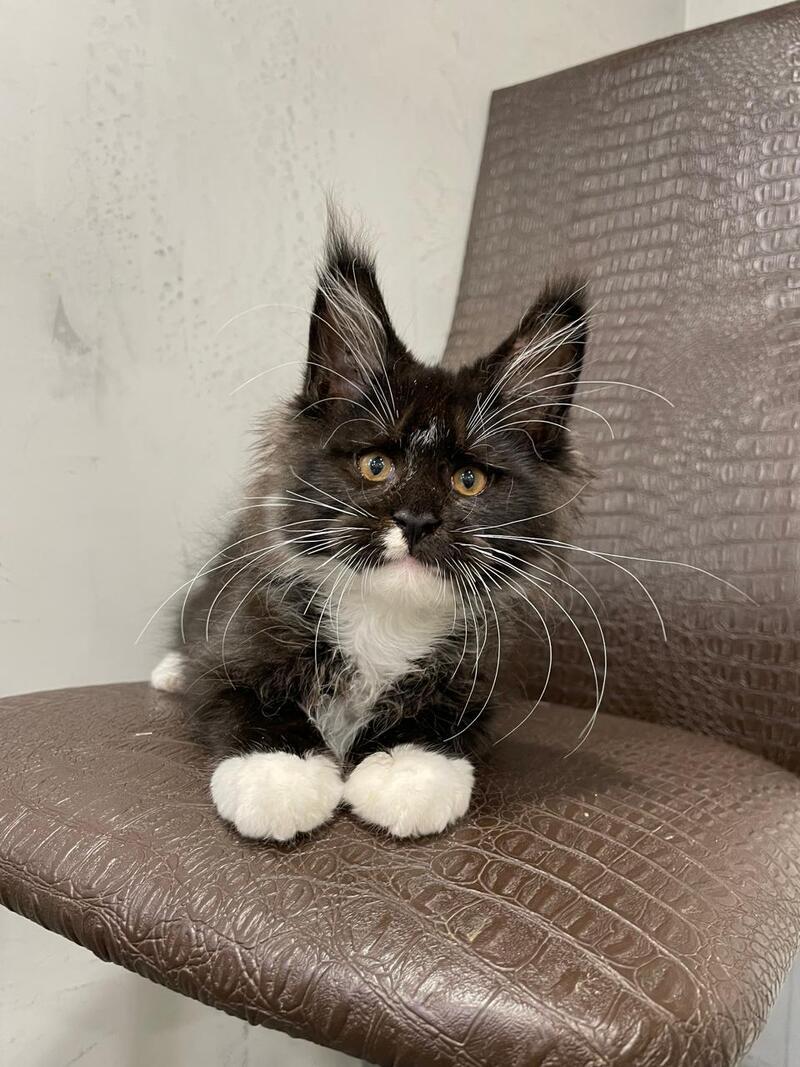 Irik Maine Coon male, black with white