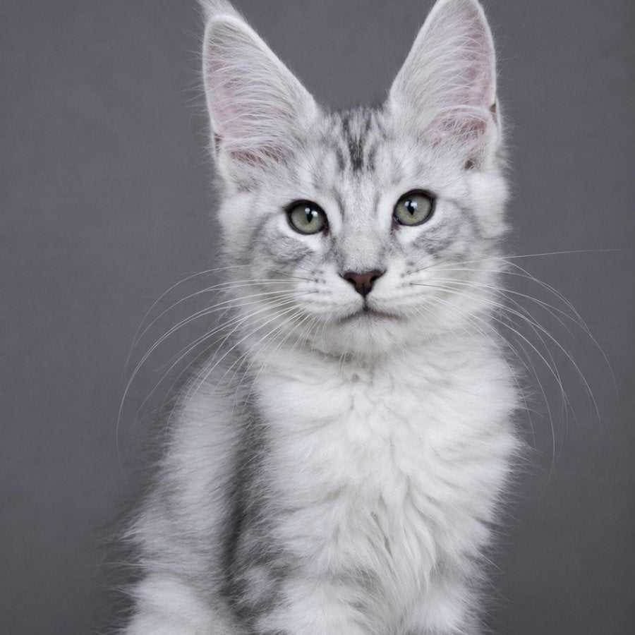 Lord Maine Coon male, blue silver tabby