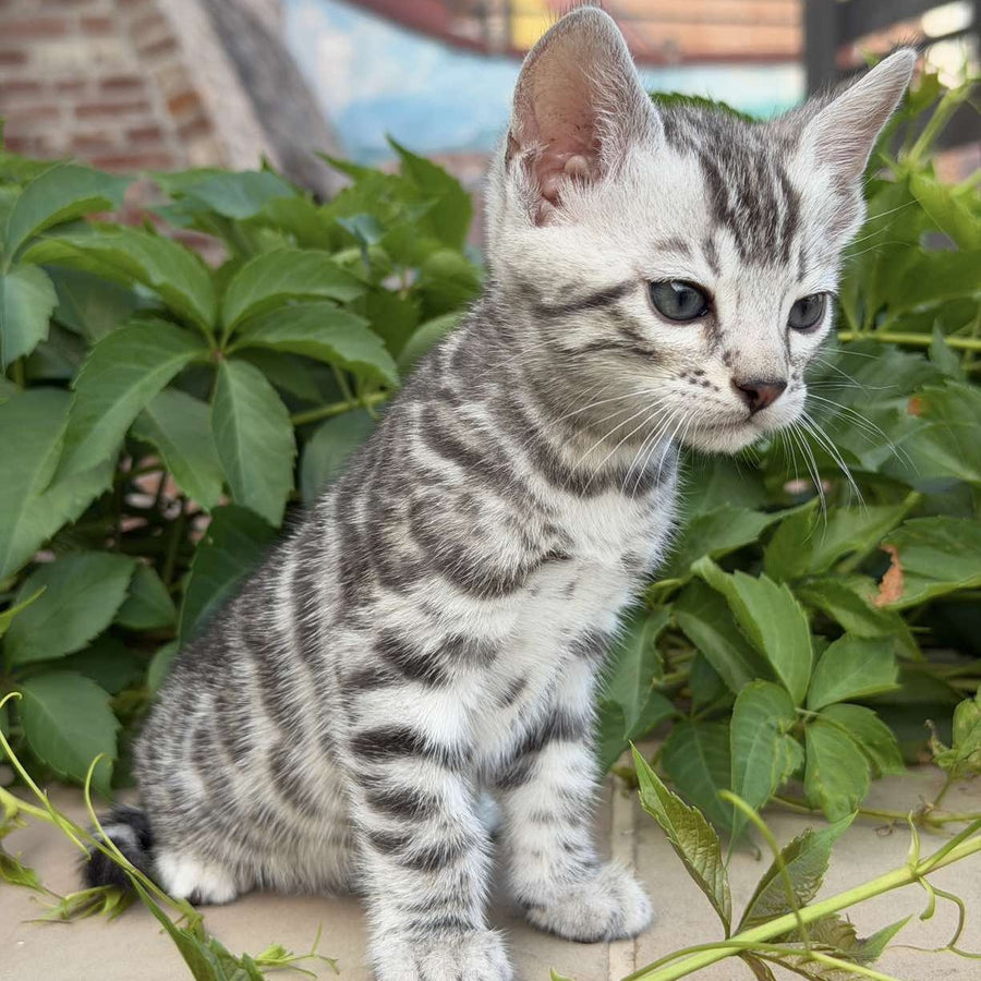 Cartier Bengal male, black silver spotted tabby