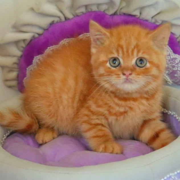 Misha British Shorthair male, red
