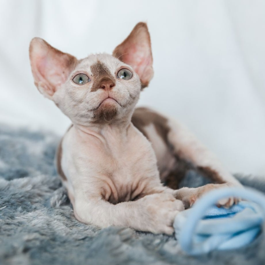 Yoda Devon Rex male, cinnamon harlequin