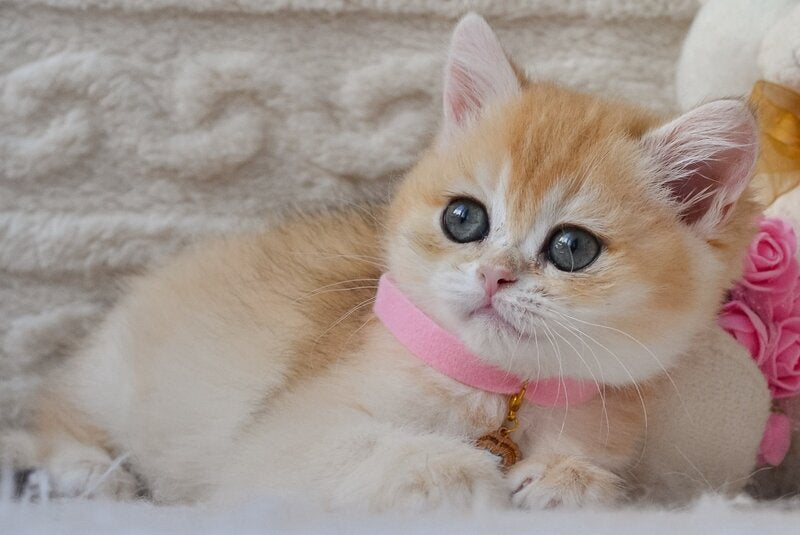 Bambi British Shorthair female, black golden chinchilla