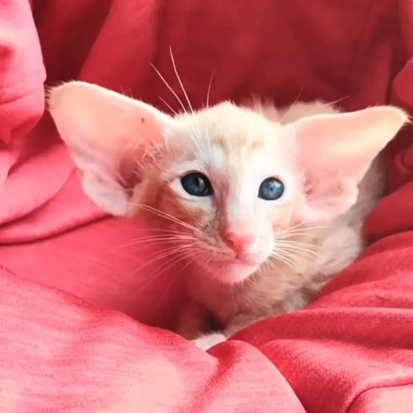 Z'Stepan Oriental Shorthair male, red