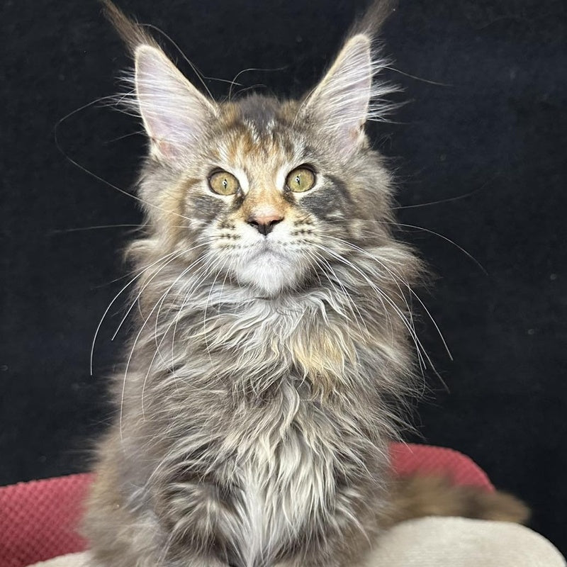 Carmen Maine Coon female, black tortie tabby