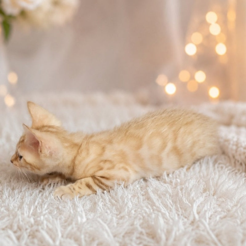 Karen Bengal female, black spotted tabby pointed