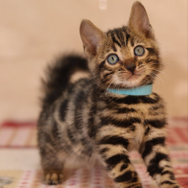 Yousuf Bengal male, black spotted tabby