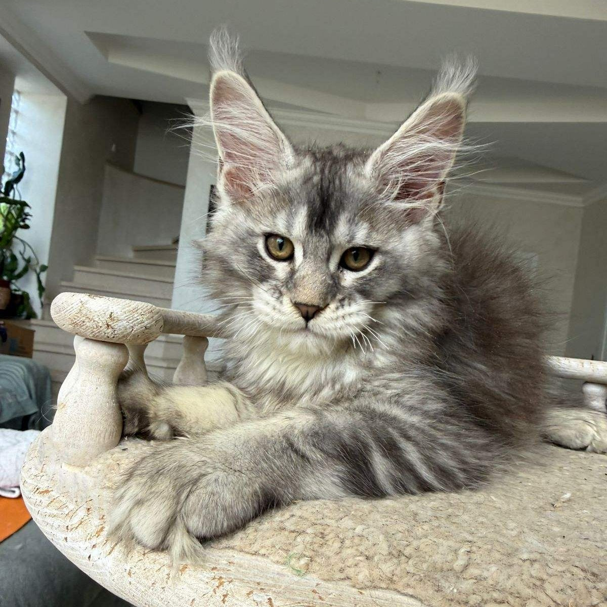 Jana Maine Coon female, black silver ticked tabby