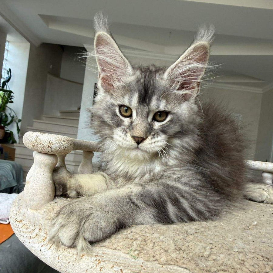 Jana Maine Coon female, black silver ticked tabby