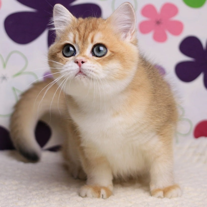 Saharok British Shorthair male, black golden chinchilla