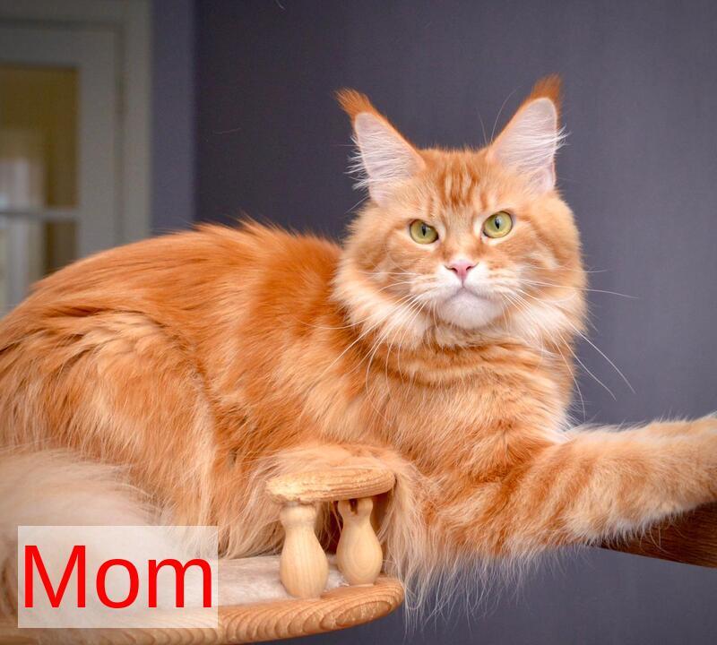 Vanilla Maine Coon female black tortie with white tabby live animals