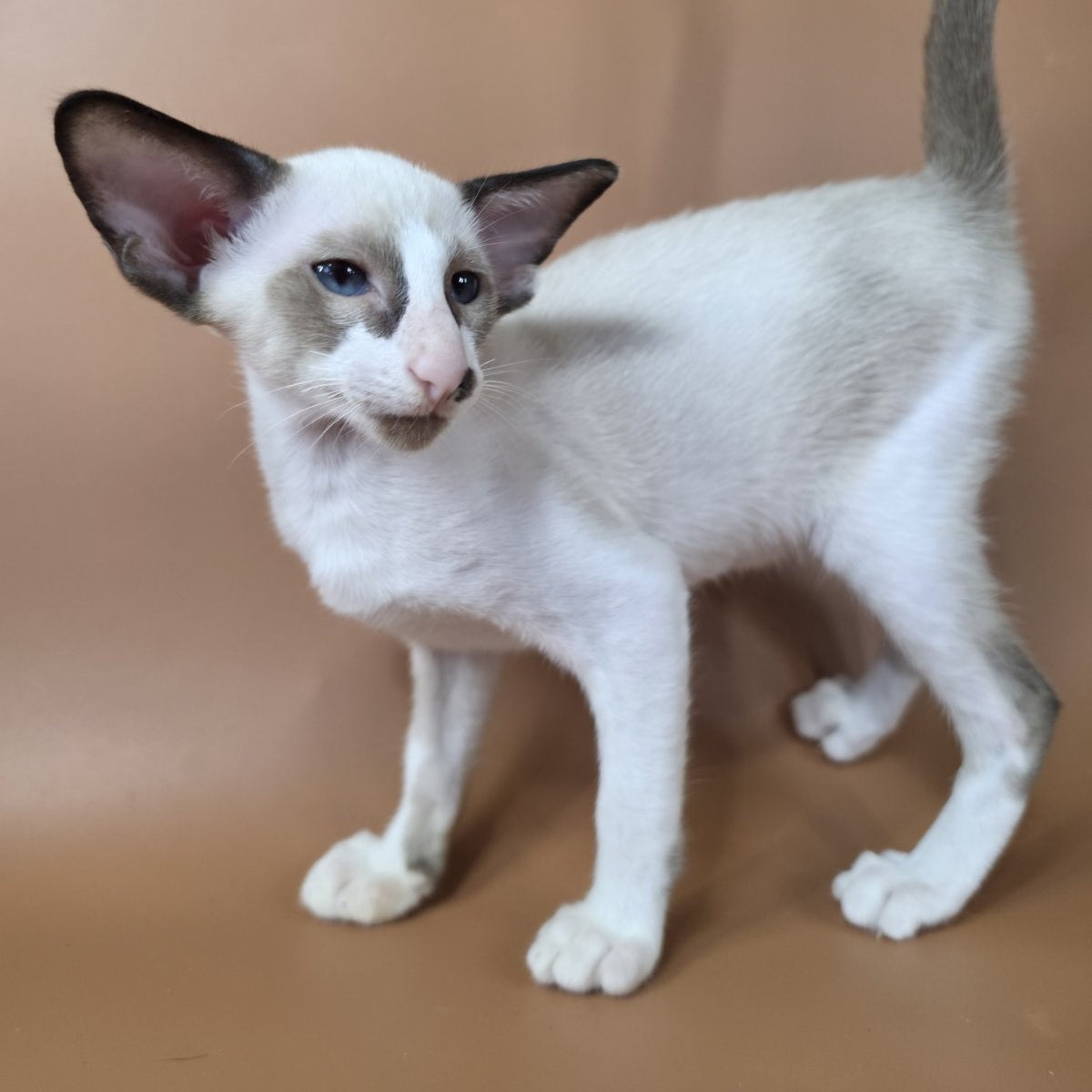 Ivory Siamese female, black bicolour