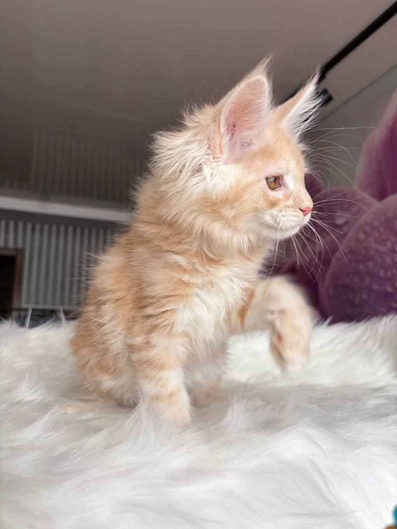 Wisdom Maine Coon male, cream silver tabby