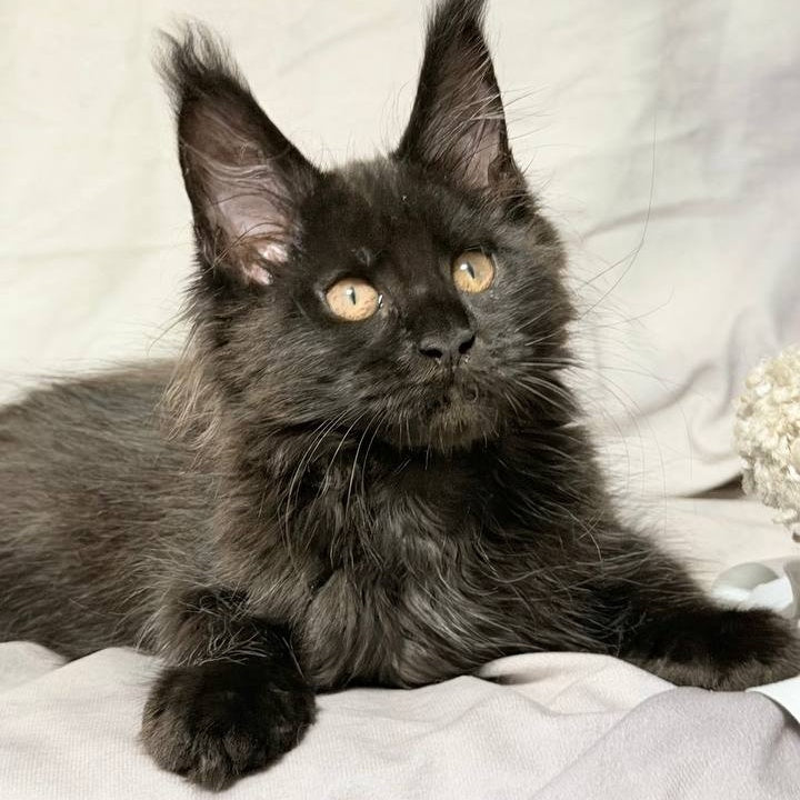 Galaxy Maine Coon female, black with white