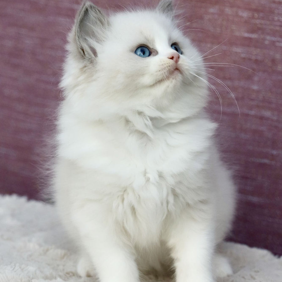 Lincoln Ragdoll male, blue bicolour