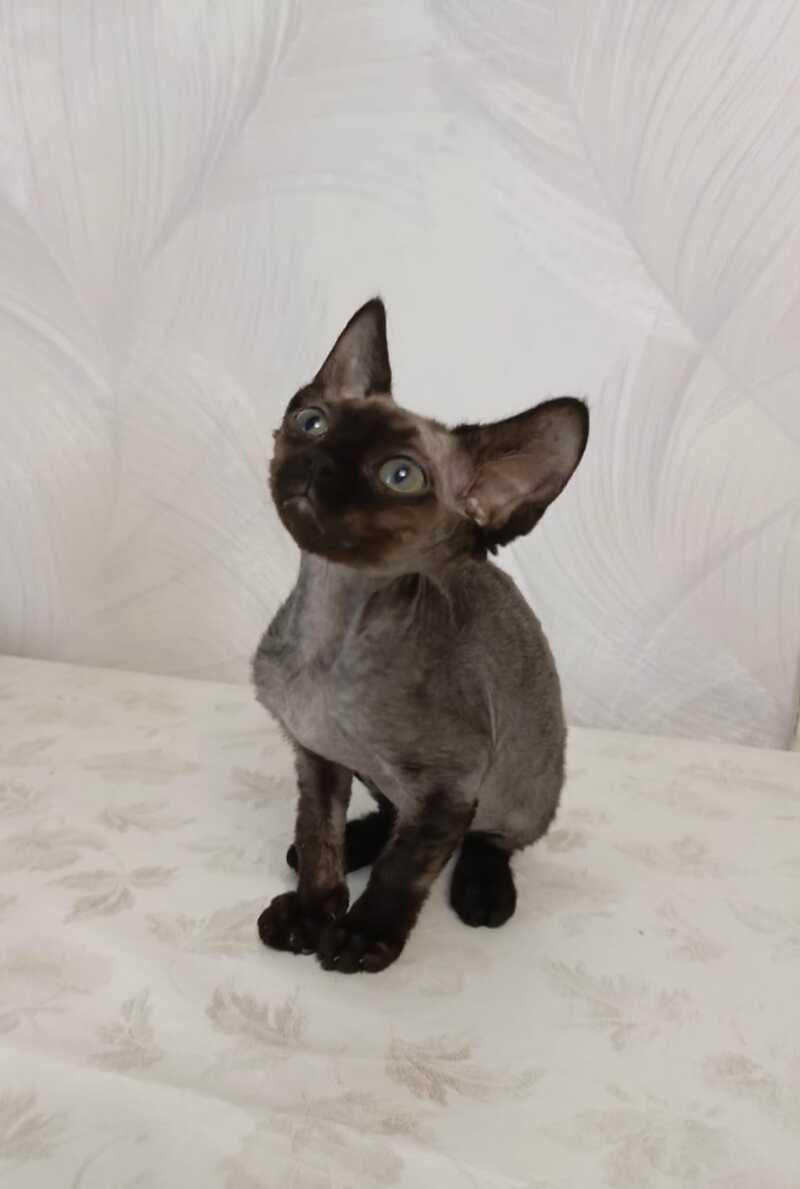 Jinnah Devon Rex female, black