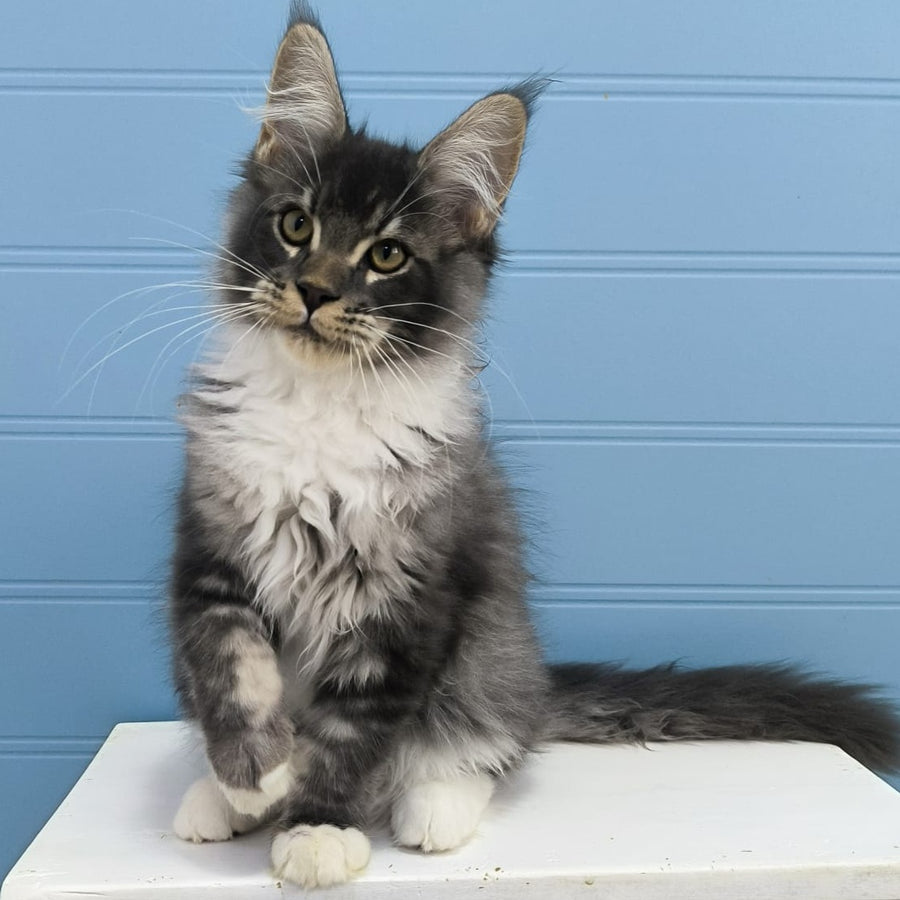 Jaguar Maine Coon male, blue silver tabby