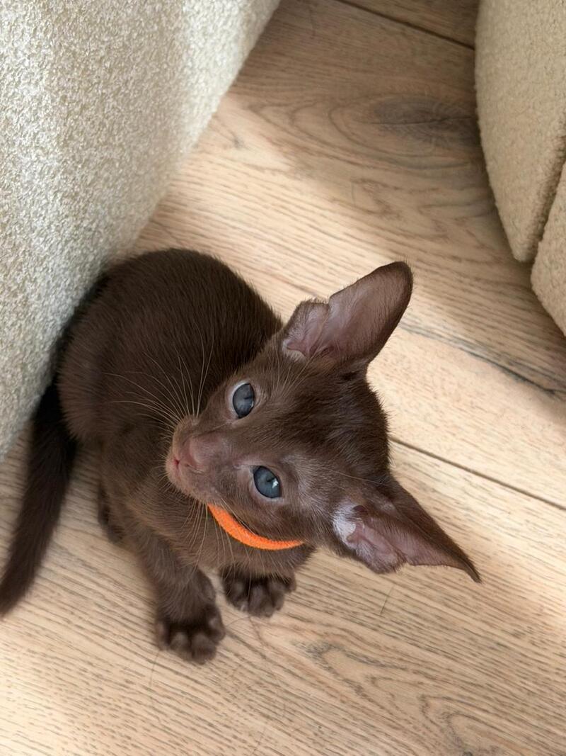 Aurora Oriental Shorthair female chocolate - live animals