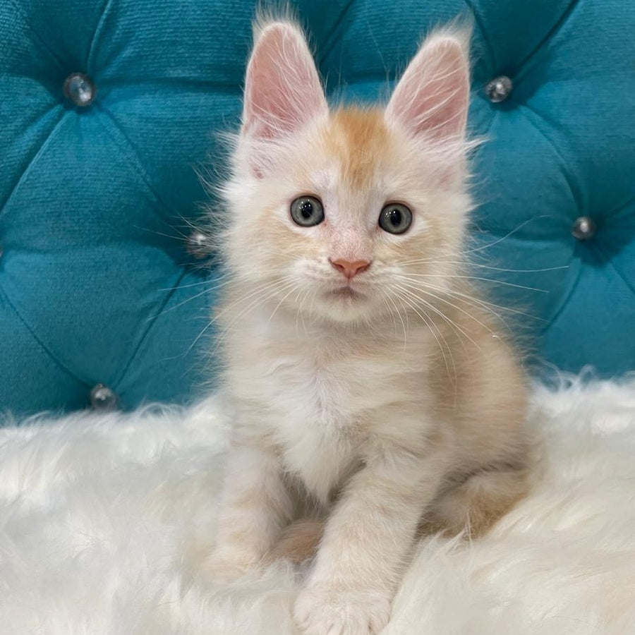 Timofey Maine Coon male, red silver
