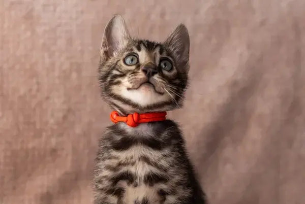 Thor Bengal male black spotted tabby - live animals