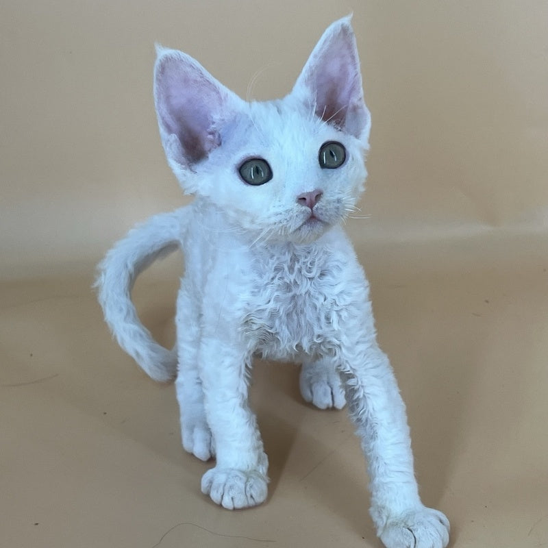 Alma Devon Rex female, white