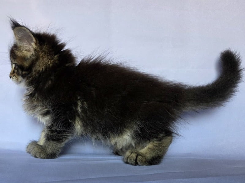 Quokka Maine Coon female, black ticked tabby