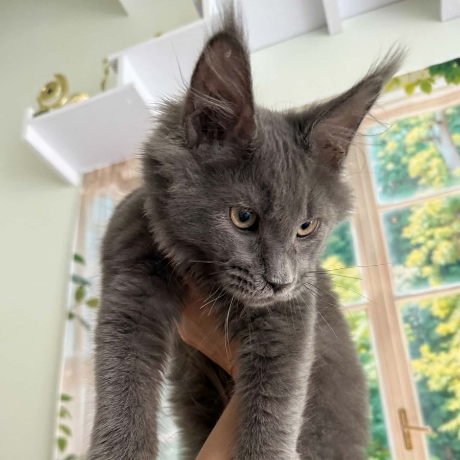 Yeremey Maine Coon polydactyl 6x6x6x6 male, blue