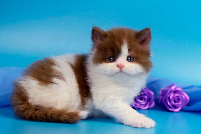 Vanessa British Longhair female cinnamon bicolour - live animals