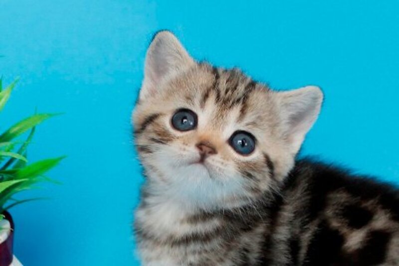 Kamilla British Shorthair female black silver tabby - live animals