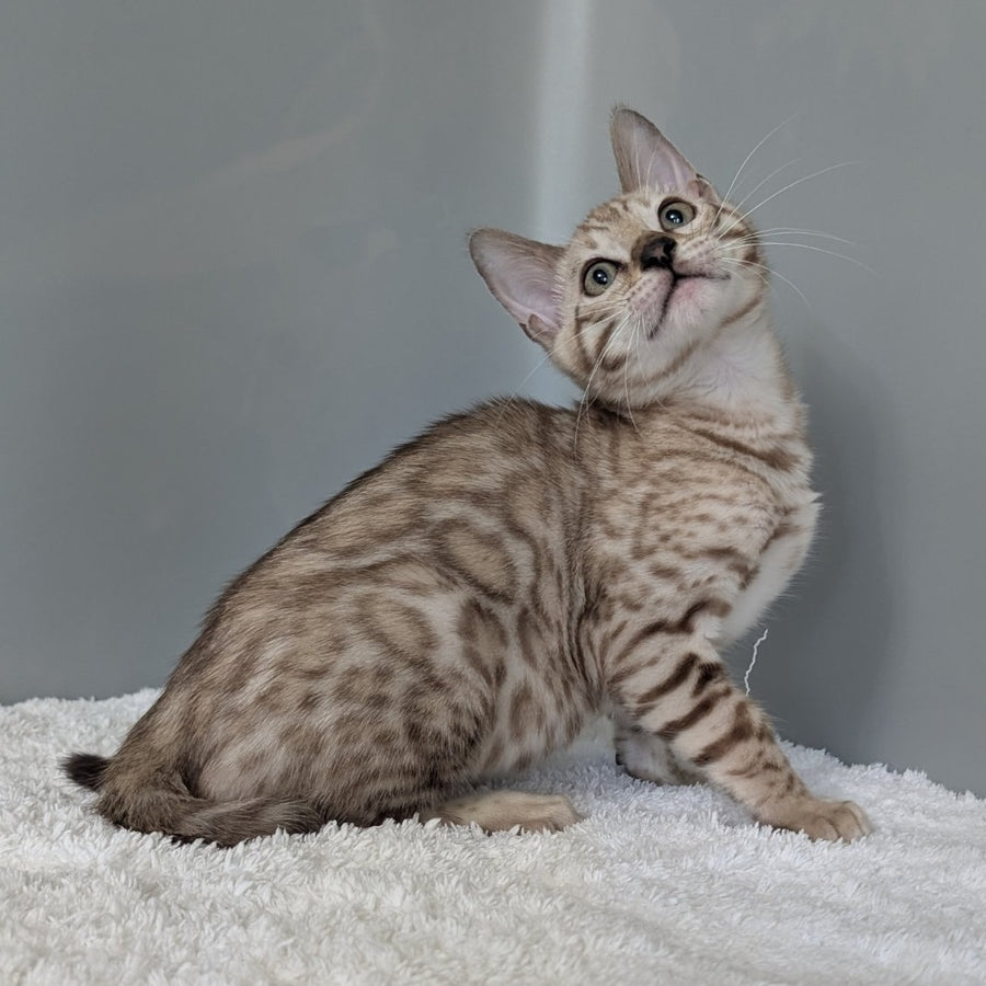 Chester Bengal male, black spotted tabby pointed