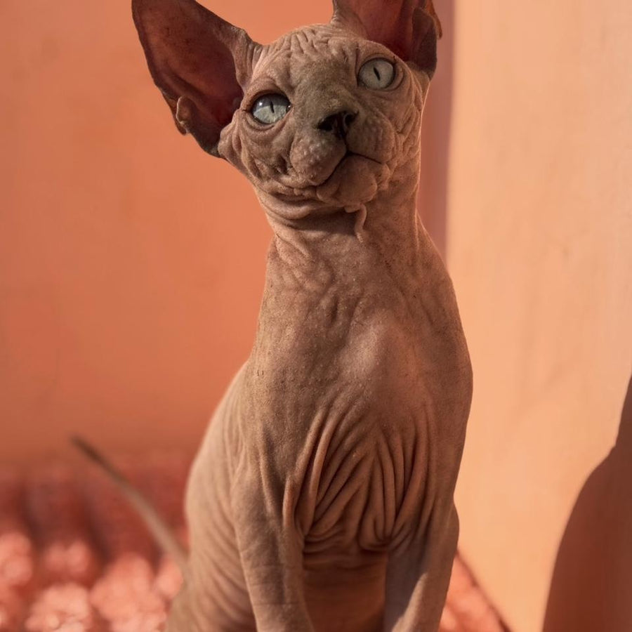 Flint Canadian Sphynx male, blue pointed